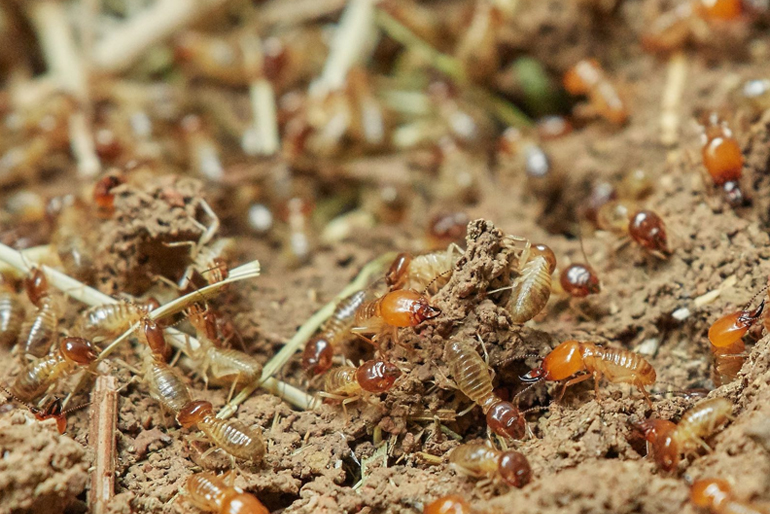 Termite Pest Control