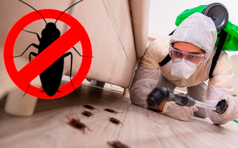 Pest Control Services For Cockroaches