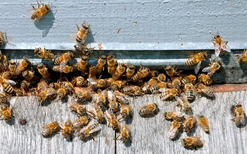 Pest Control Services For Honey Bees