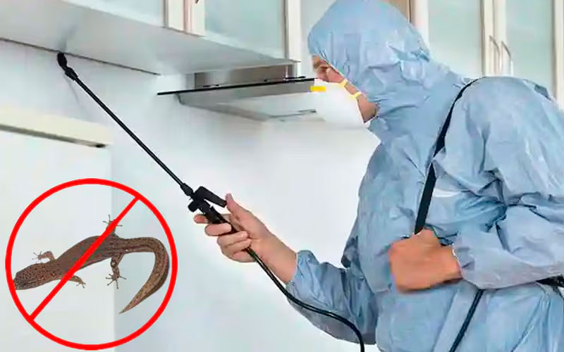 Pest Control Services For Lizards