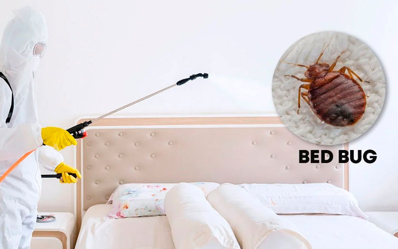 Pest Control Services For Bed Bugs