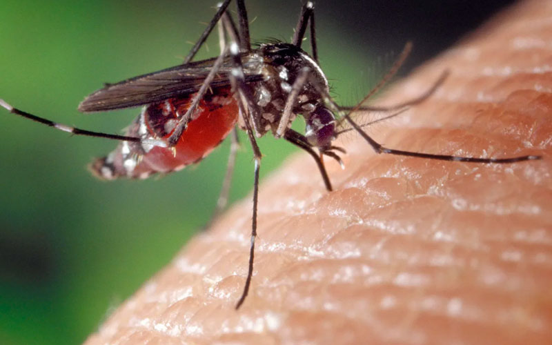Pest Control Services For Mosquito