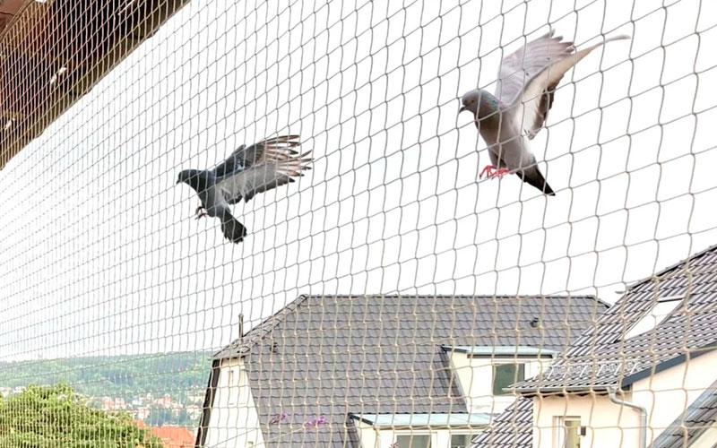 Bird Net Services