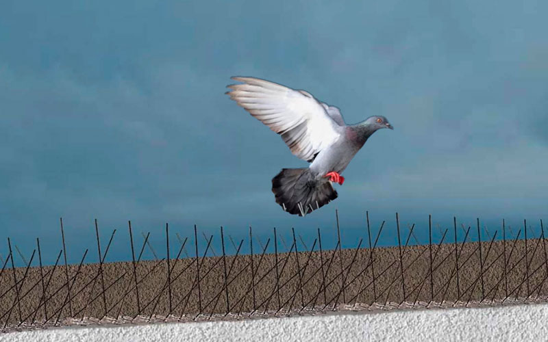 Bird Spike